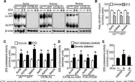 Figure 4 From Enhancement Of 26s Proteasome Functionality Connects Oxidative Stress And Vascular