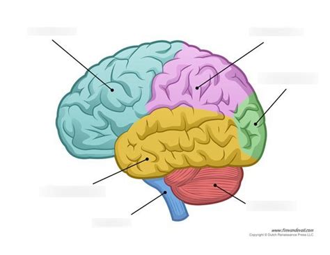 Outer Brain Diagram Diagram Quizlet