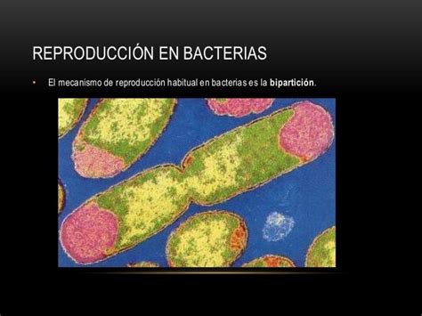 Reproducción En Las Bacterias