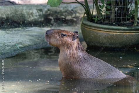 Portrait Of A Capybara Hydrochoerus Hydrochaeris In Profile Sitting