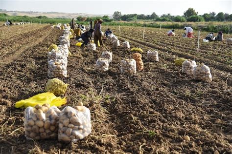 Premium Photo | Potato harvest jpg