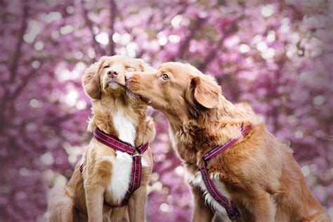 Do Dogs Love Their Puppies