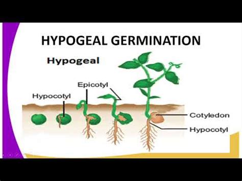 Form Biology Lesson Hypogeal Germination Youtube