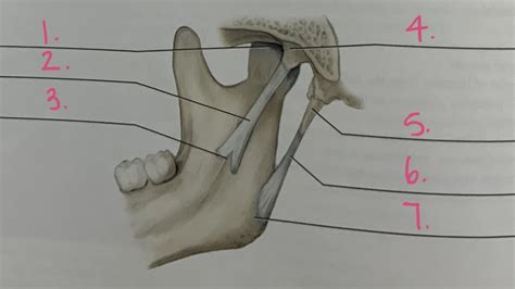 Ch Medial View Of The Tmj Diagram Quizlet