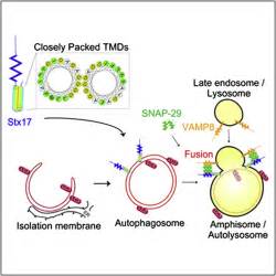 The Hairpin Type Tail Anchored Snare Syntaxin Targets To