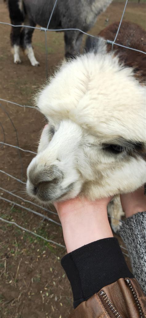 This fluffy alpaca I met today at an alpaca farm. 😊 : r/aww