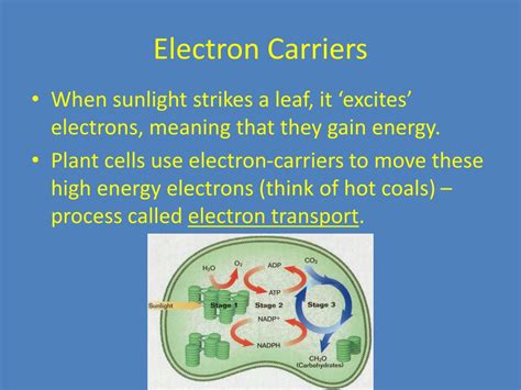 PPT - Photosynthesis PowerPoint Presentation, free download - ID:4402369