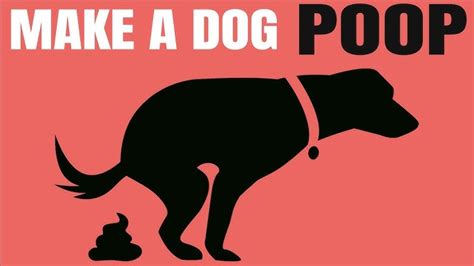 Dog Poop Color Chart And What It Can Tell You About Your 58 Off