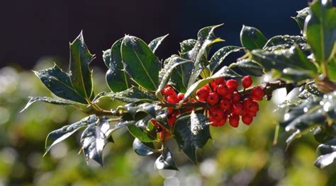 How to Plant, Grow, and Care for Winterberry Holly