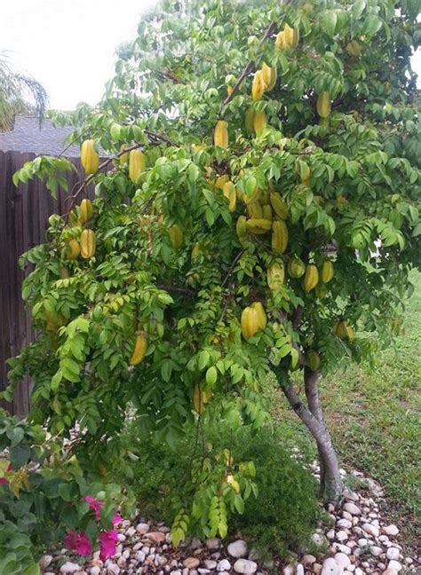 How To Grow Star Fruit Growing Starfruit Carambola