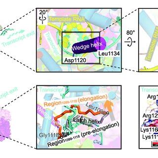 Structural rearrangement of RdRp CTD in the elongation state. (A) Left ...