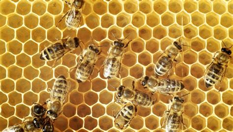 What Happens When A Queen Bee Dies Sciencing