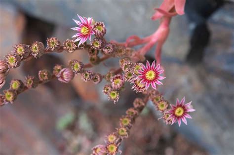 Hens And Chicks Plant Care Growing Guide