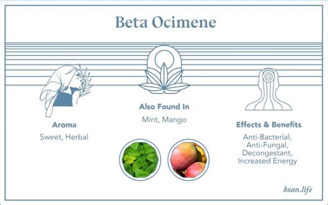 Beta Ocimene Terpene What It Is Effects Benefits Uses Koan Koan