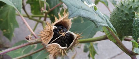 Weed Of The Month Jimson Weed Brooklyn Botanic Garden