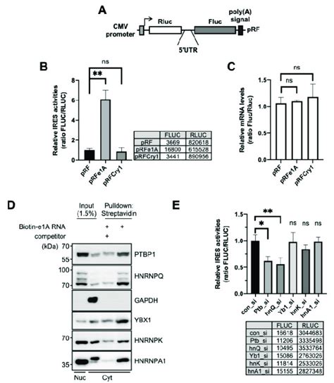 Polypyrimidine Tract Binding Protein 1 PTBP1 Is An ITAF Of The Per1 5