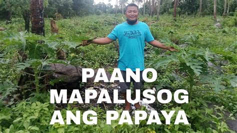 FAMLIFE 43 PAANO ANG TAMANG PAG AALAGA SA ATING TANIM NA PAPAYA