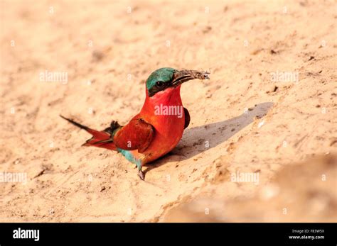 Southern Carmine Bee Eater Complete With Bee Stock Photo Alamy