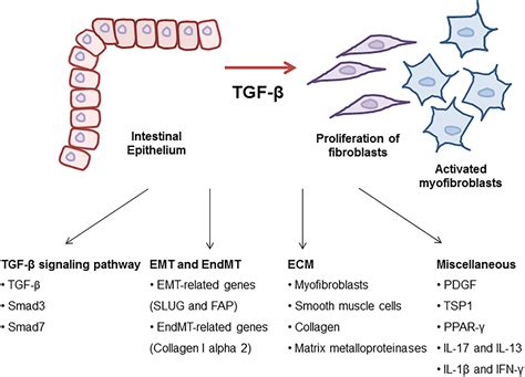 Frontiers The Molecular Mechanism Of Transforming Growth Factor