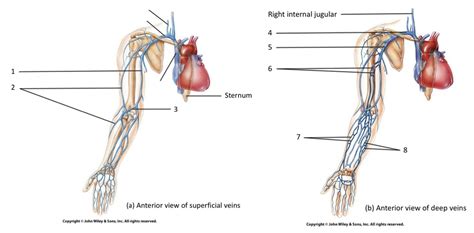 Veins Of The Arm Diagram Quizlet