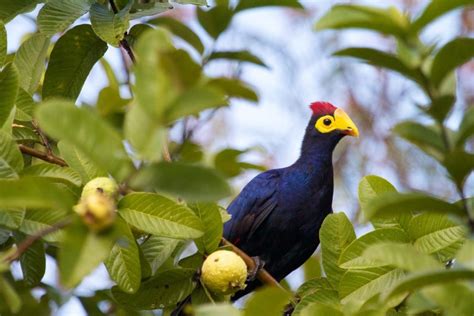 Packing List For Birding In Rwanda Intare Safaris