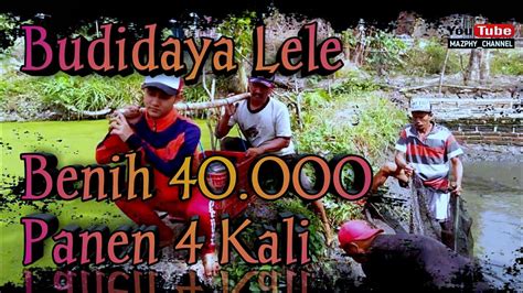 Peluang Bisnis Budidaya Ikan Lele Youtube