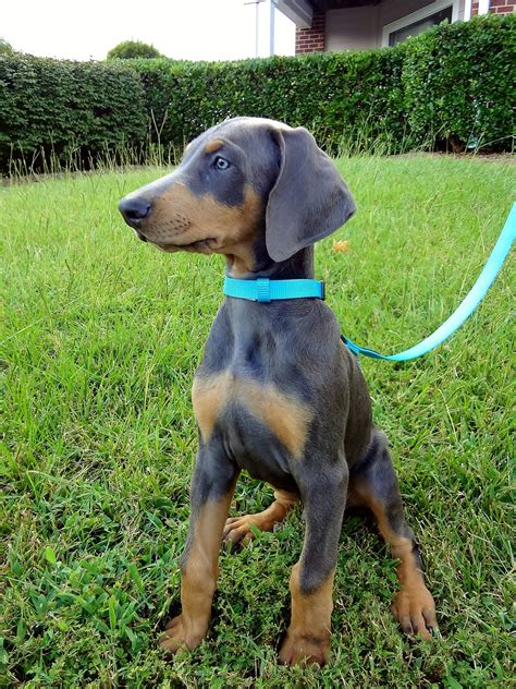 Blue Doberman Puppy 10 Weeks Blue Doberman Puppy Doberman Pinscher