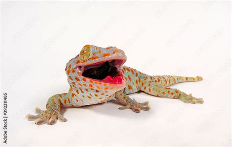 Tokay gecko / Tokeh, Tokee (Gekko gecko) Stock Photo | Adobe Stock