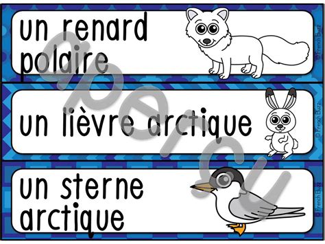 Animaux Polaires Mur De Mots Et Lexique