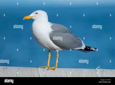 La Gaviota De Patas Amarillas Nombre Cient Fico Larus Michahellis