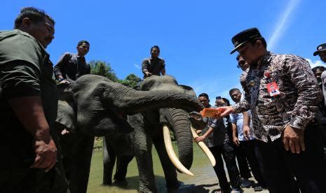 Peringatan Hari Gajah Sedunia Di Cru Sampoiniet Aceh Republika Online