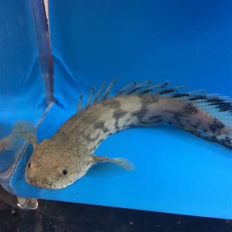 Polypterus endlicheri for sale | Exotic Fish Shop | Call Now 774-400-4598