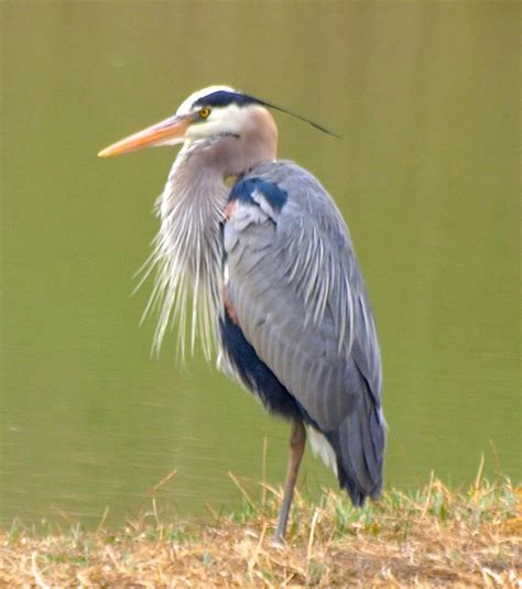 Great Blue Heron Standing On One Leg Next To Water Blue Heron Nature