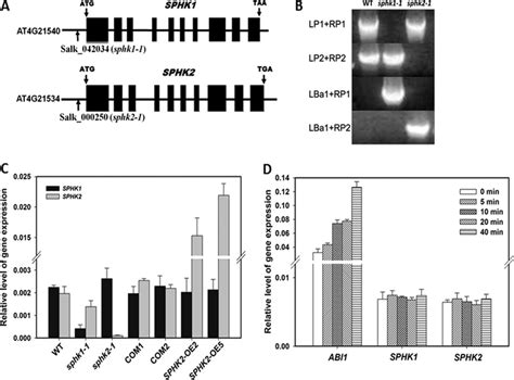 Isolation Of T Dna Insertion Lines And Expression Of Two Sphks In Download Scientific Diagram