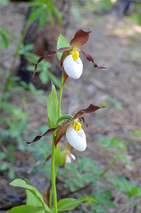 Mountain Lady S Slipper Cypripedium Montanum Yosemite N Flickr