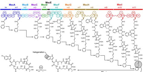 Microsclerodermin D 16 Biosynthesis In Jahnella Sp A Adenylation Download Scientific