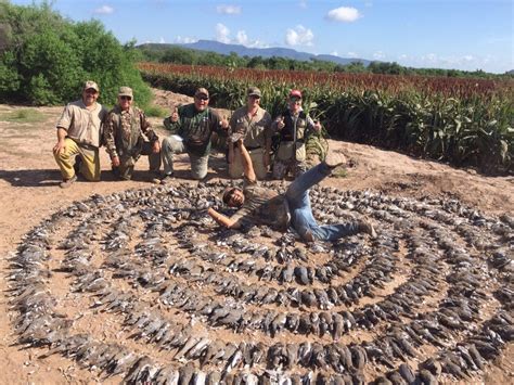 Mexico White Winged Dove Hunting Ramsey Russells