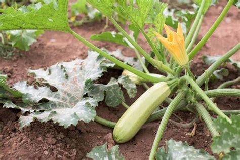 Zucchini plant 🌱🥒 Unleash the potential of growing fresh, delicious zucchinis in your garden!