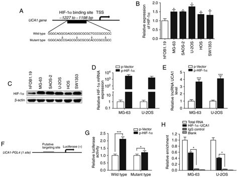 HIF1αinduced upregulation of lncRNA UCA1 promotes cell growth in