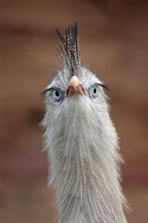 Close Up View Of A Red Legged Seriema Stock Image Image Of Head