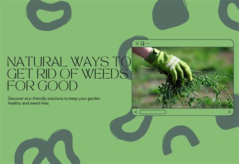 Taking Back Your Garden Natural Ways To Get Rid Of Weeds