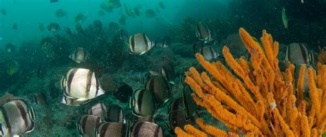 Propuesta Para Creaci N De La Reserva Nacional Mar Tropical De Grau Es