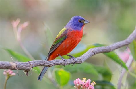 Painted Bunting Audubon Field Guide