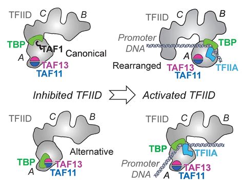 Figures And Data In Architecture Of Taf11taf13tbp Complex Suggests