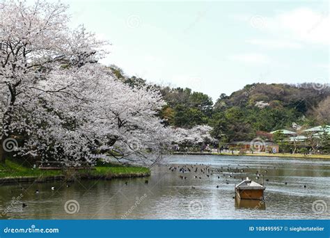 Sankeien Garden Yokohama Japan Cherry Blossoms Royalty Free Stock