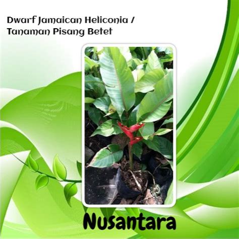 Jual Bibit Tanaman Pisang Betet Dwarf Jamaican Heliconia Shopee