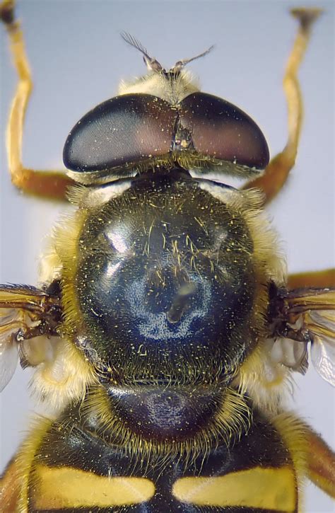 Sericomyia Silentis Male Head Thorax Malham Tarn York Flickr