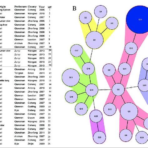 Mlva Analysis Results Of B Anthracis Isolated In Guizhou Province A