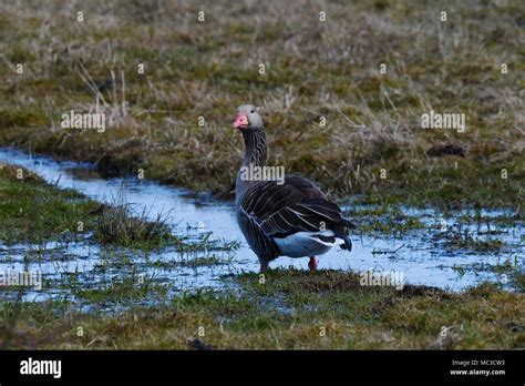 Toulouse Geese Hi Res Stock Photography And Images Alamy