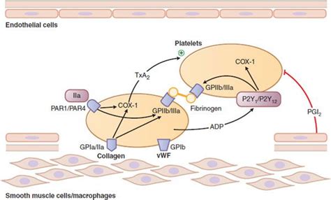 Blood Coagulation And Anticoagulant Fibrinolytic And Antiplatelet